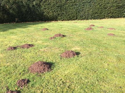 mole catcher buckinghamshire, mole control, mole trapping