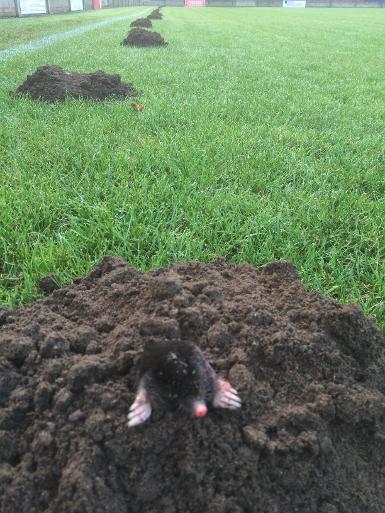 mole removal beaconsfield, mole catcher high wycombe, 
