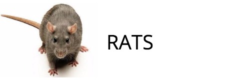 Rat rodent control, exterminator, beaconsfield, bucks hp92jp